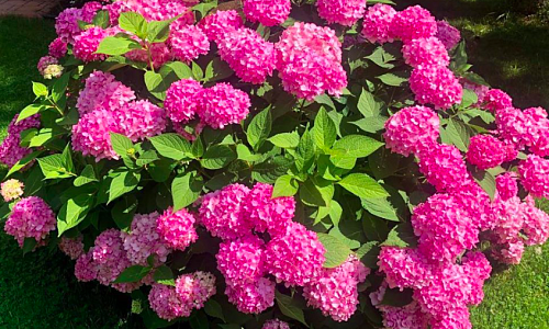 Королева сада. 28 июля 2019 г.